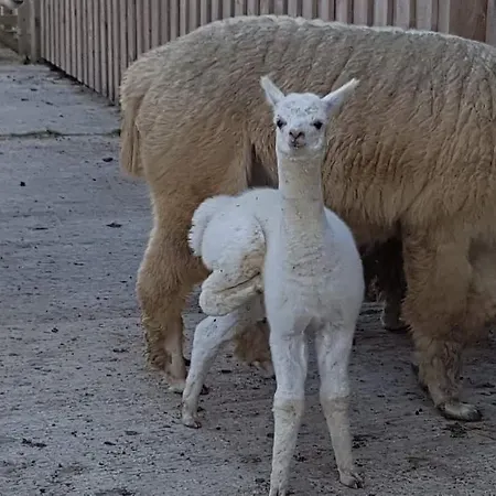 Morgan's Rest Feriehus