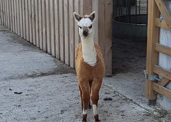 Morgan's Rest 皮克林